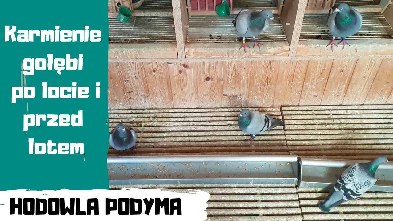 Karmienie gołębi po locie i przed lotem. Hodowla Podyma
