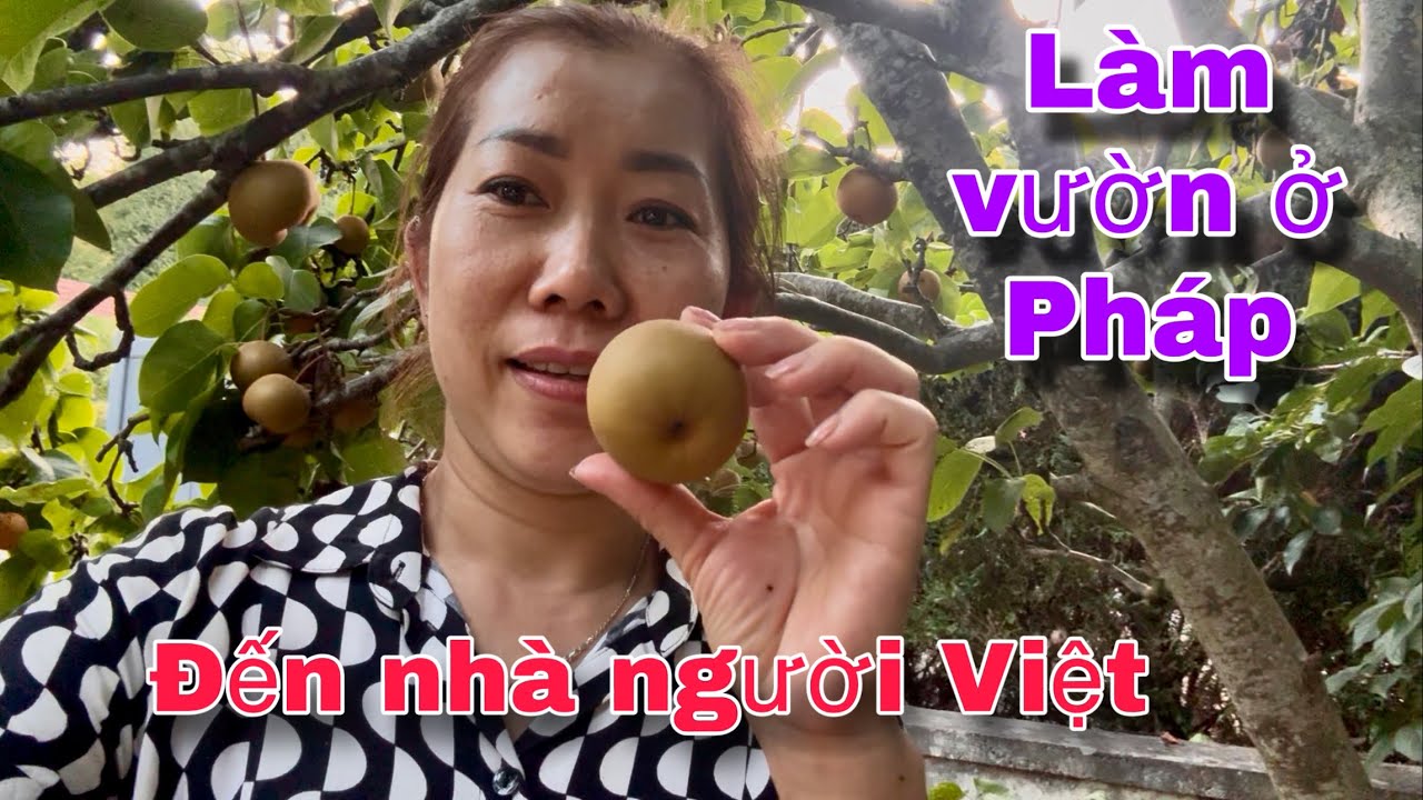 VƯỜN NHÀ NGƯỜI VIỆT NHIỀU BẤT NGỜ , ĐỦ LOẠI RAU CỦ QUẢ
