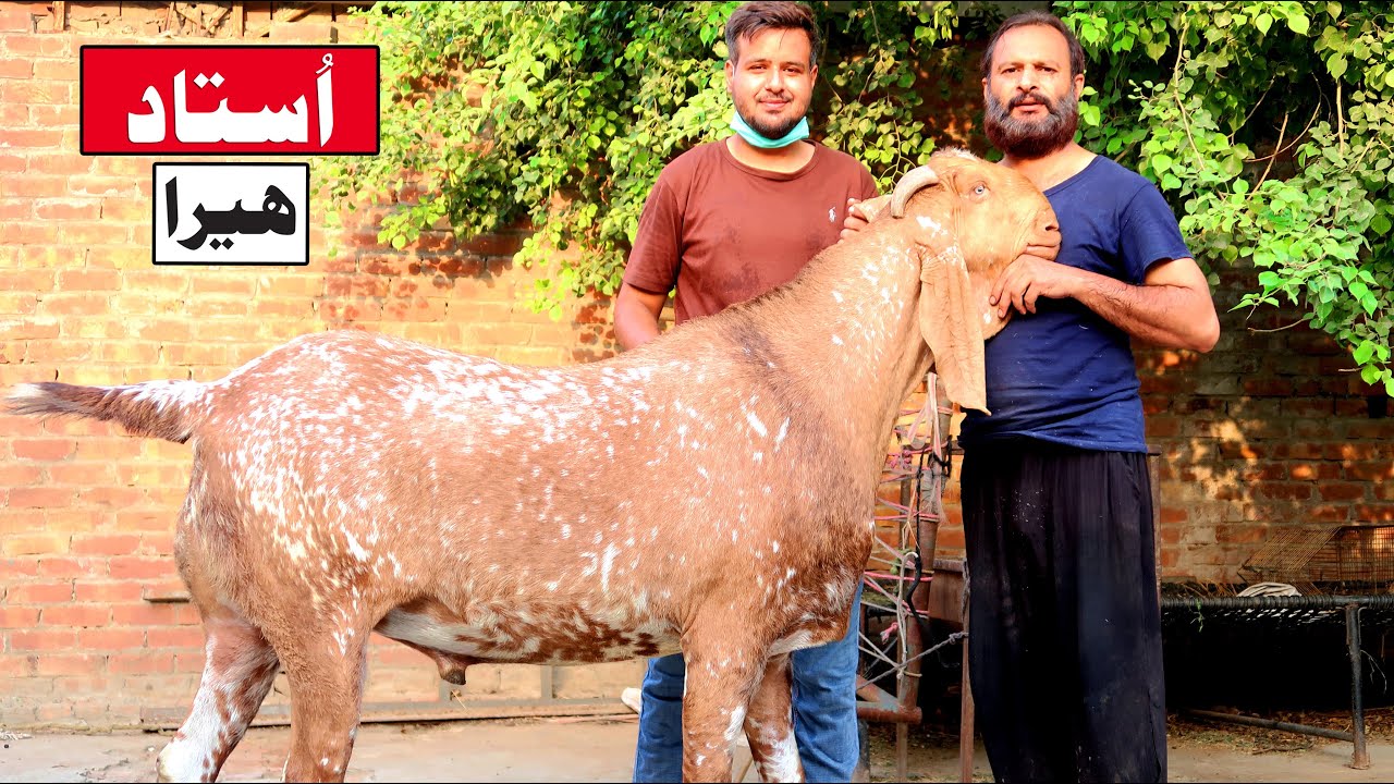 Biggest Makhi Cheena Of Ustad Heera - Bakra Palai Lahore 2020