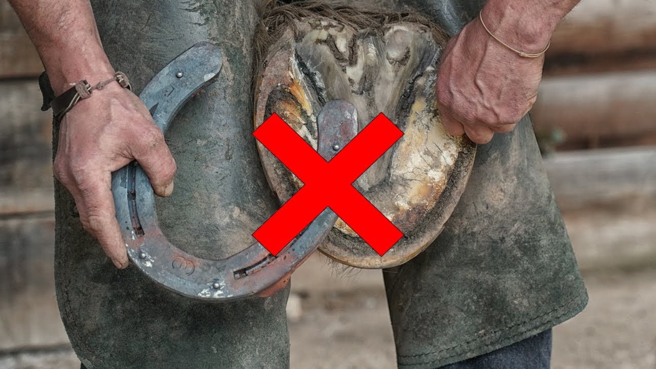 HOW I KEEP ALL MY HORSES BAREFOOT(YOU CAN TOO!!)