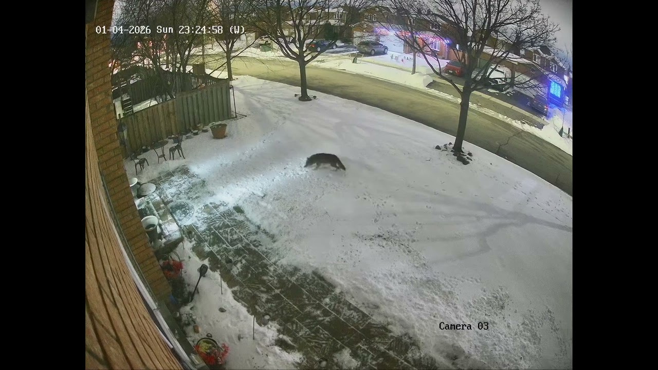 Coyote Spotted in Front Yard Mississauga