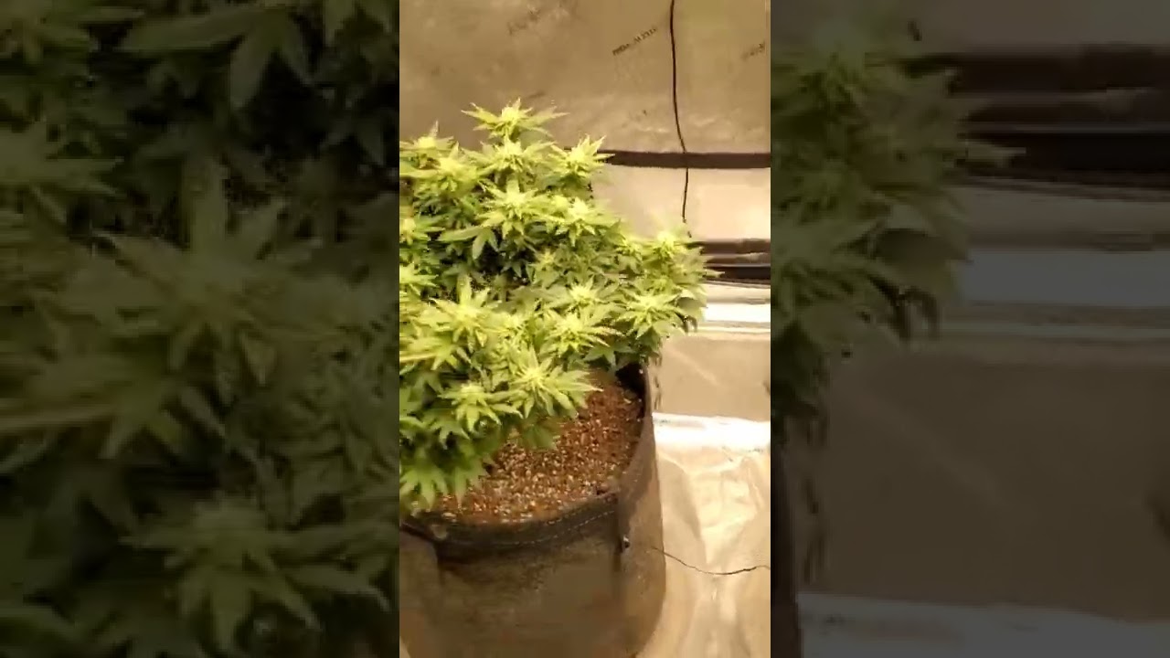 sour diesel week 13