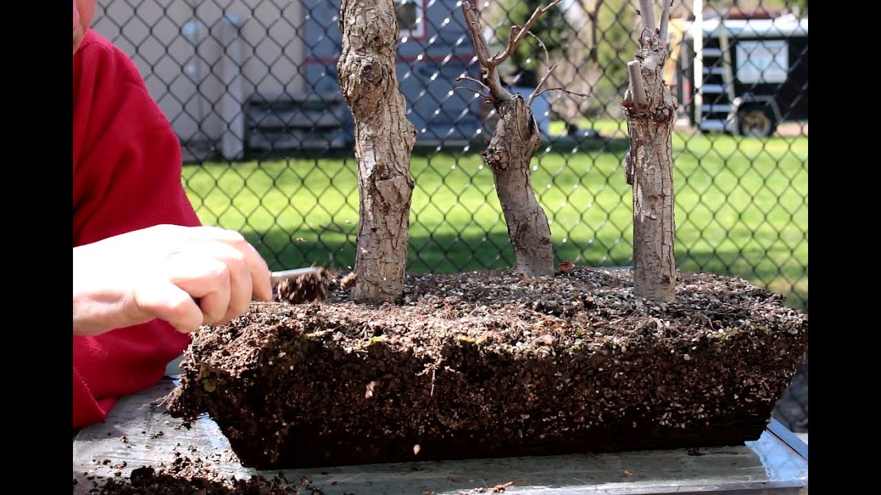 Repotting an American Elm Bonsai, April 2016
