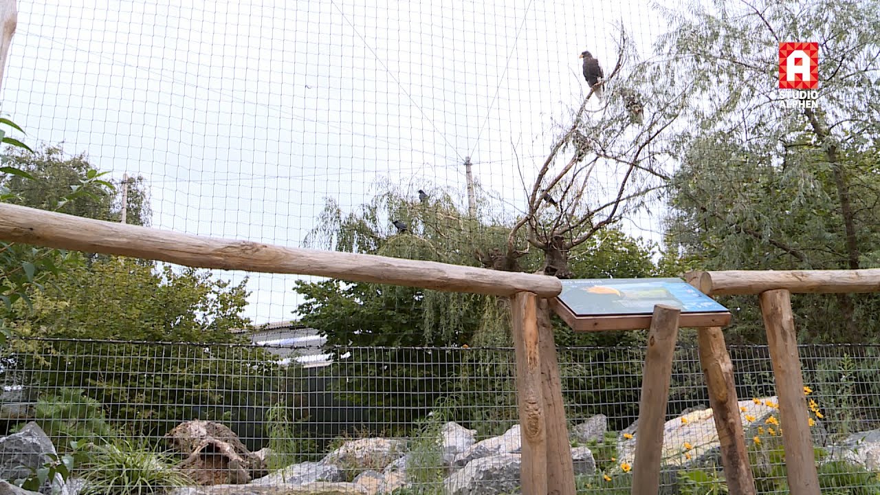 Nieuw onderkomen stellers zeearenden in Avifauna