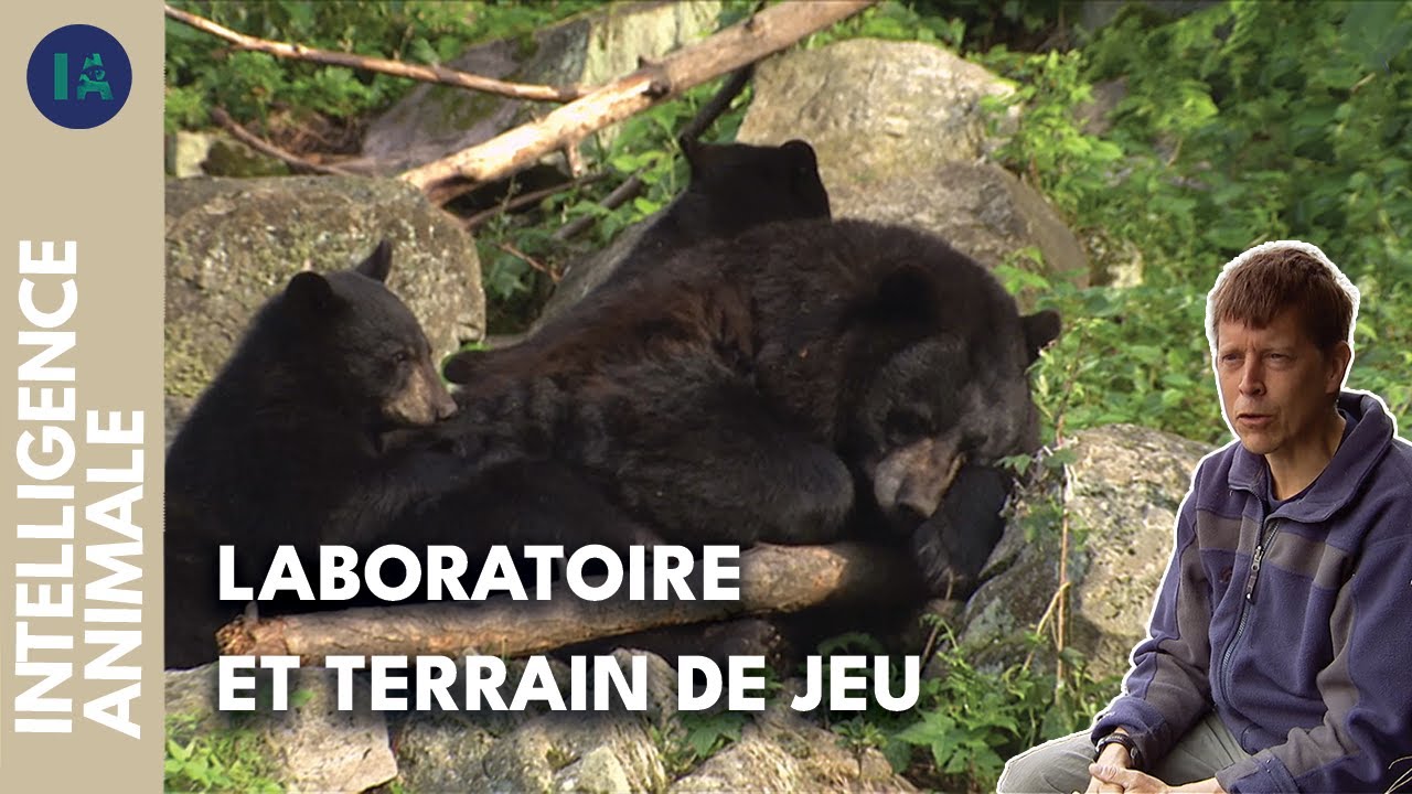 La Mauricie: un écosystème foisonnant mais fragile | IA | DOC COMPLET