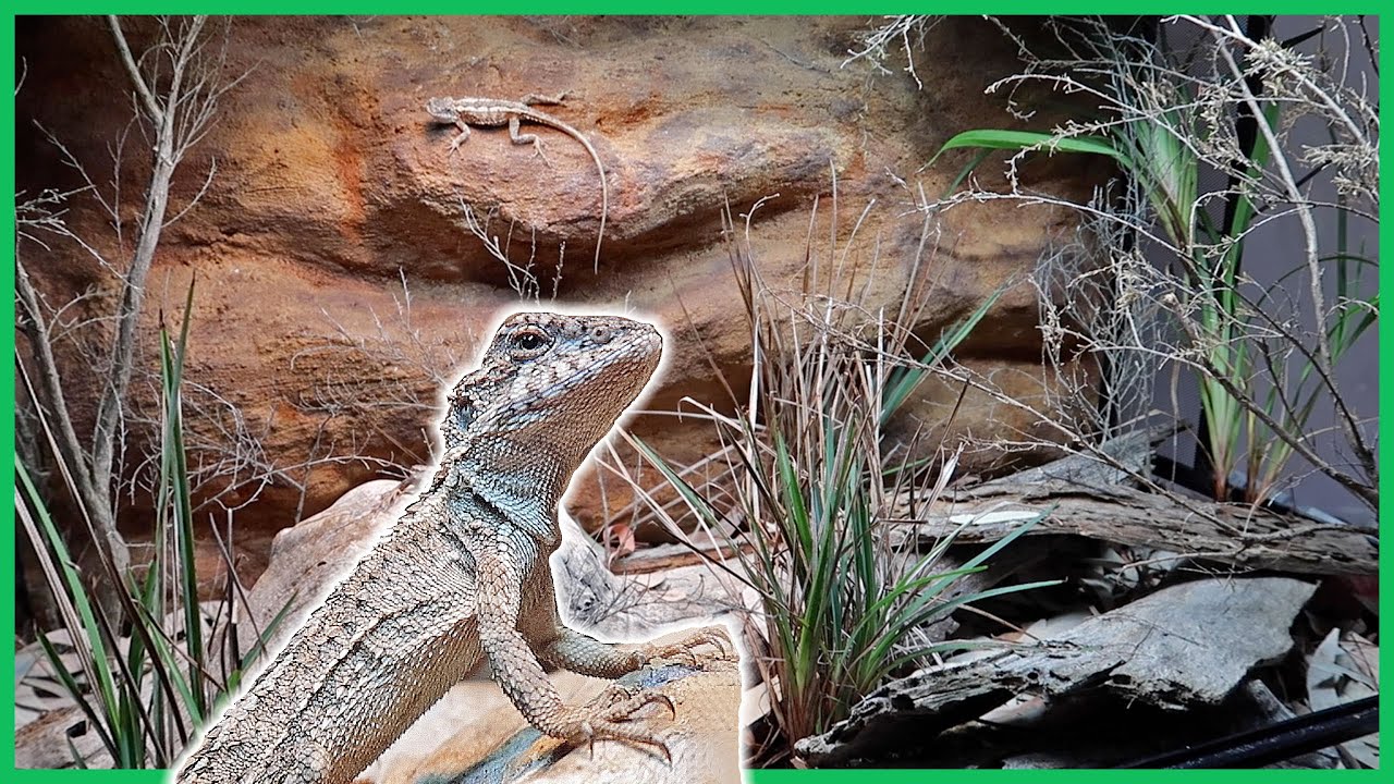 Mountain Dragon Naturalistic Enclosure Set Up!