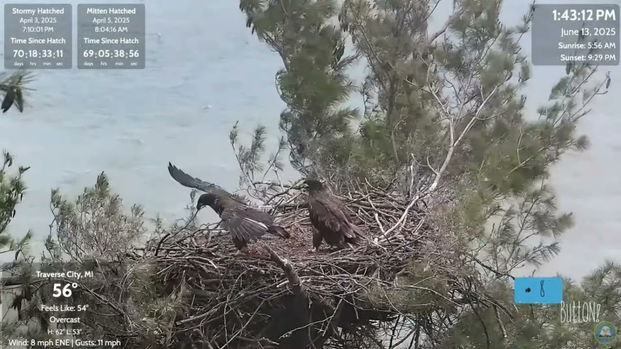6/13/2025~GreatLakes Eagle Cam~Mitten Hovers Over Stormy.2 Cam Views,With Slo-Mo