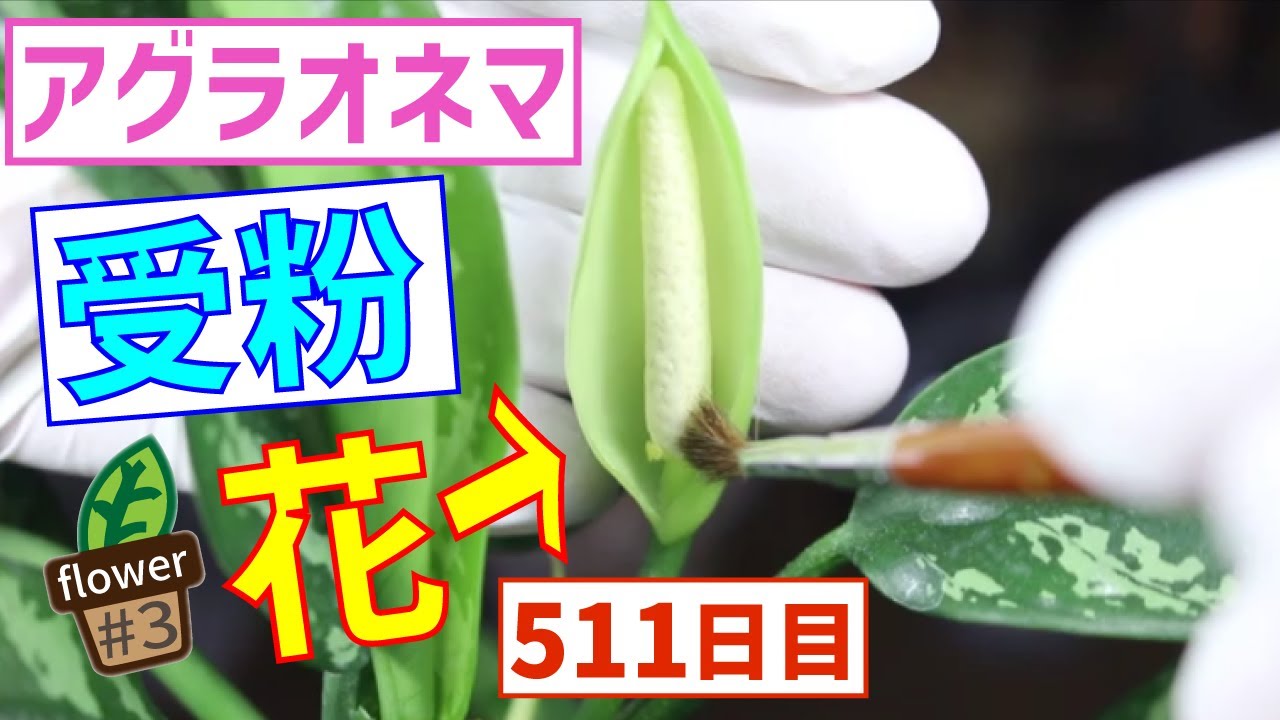 【アグラオネマ・マリア】今年も花が咲いて自家受粉に挑戦！【育て方】【観葉植物】