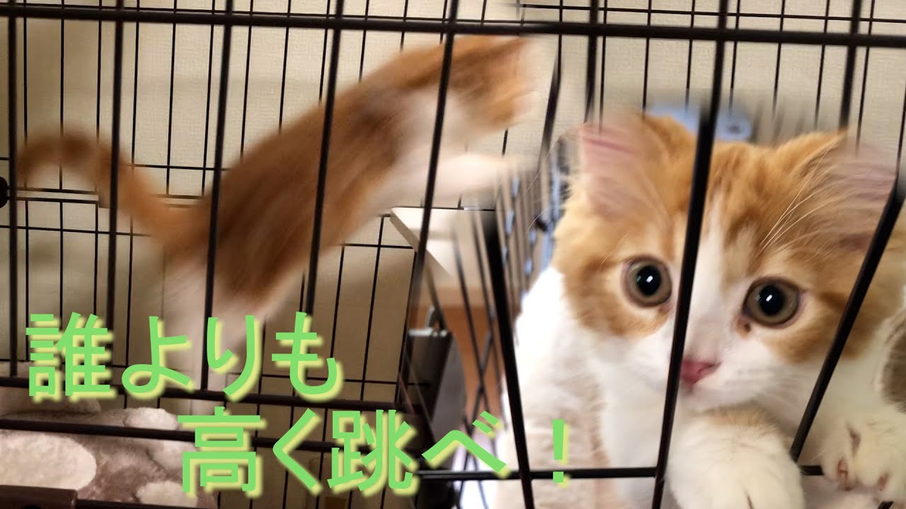 【ジャンプ！】子猫がサークルの２階に行けるようになりました