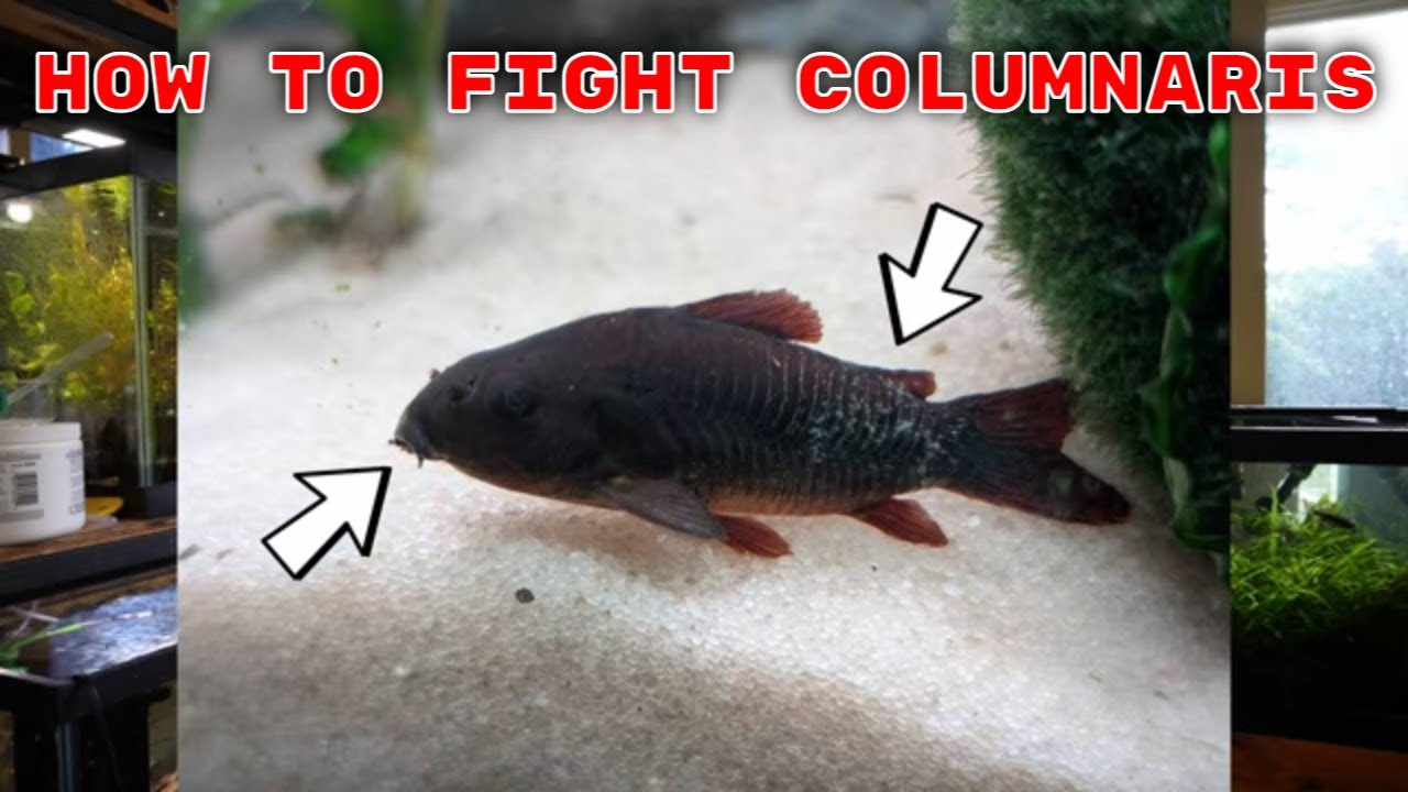 Columnaris is a Fast Moving, Dangerous Bacterial Infection - Aquarium 911 Ep 5