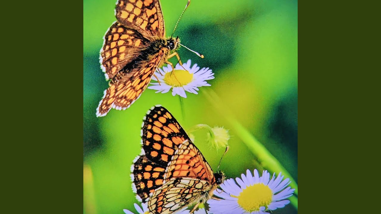 metamorphosis