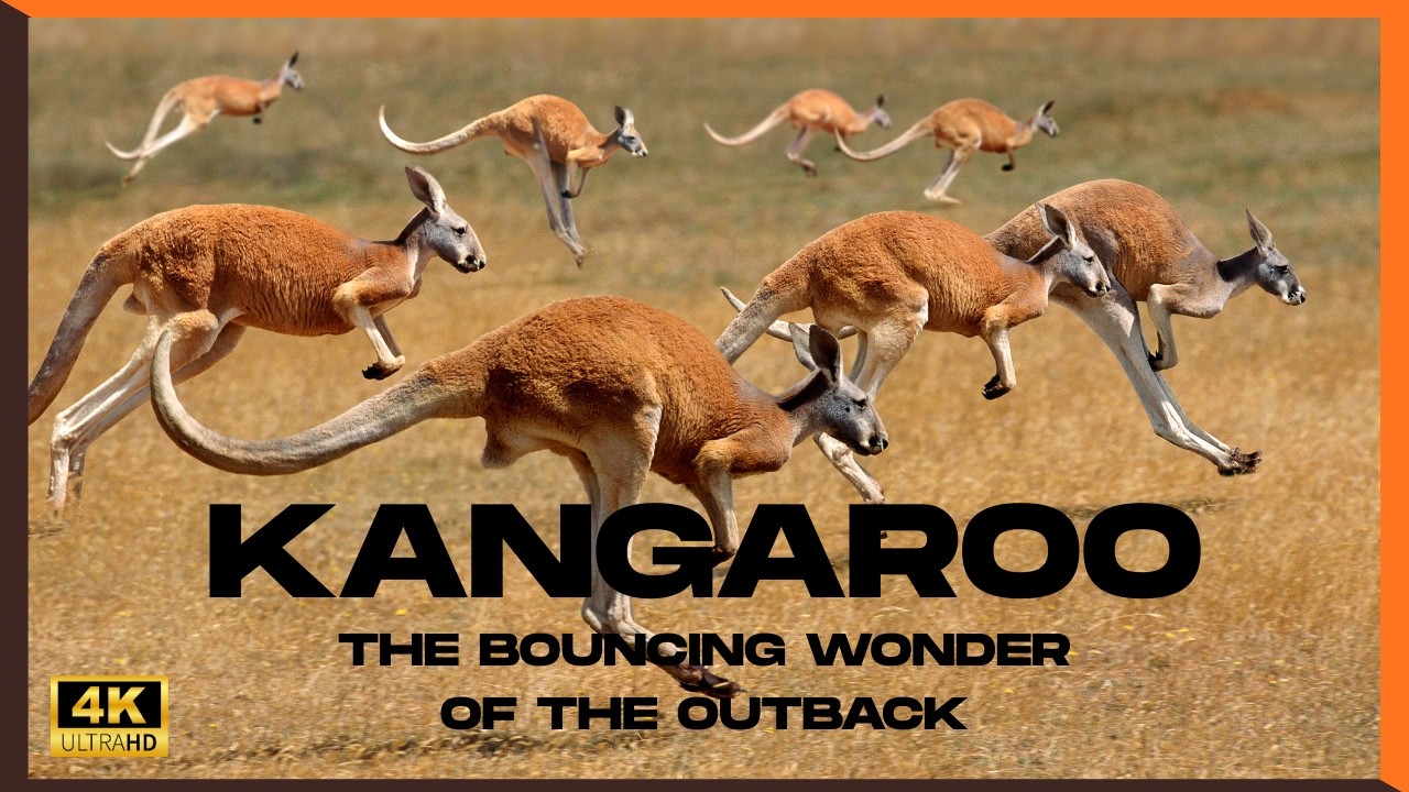 Kangaroo for Kids | Kangaroo: The Hopping Wonder of the Australian Outback