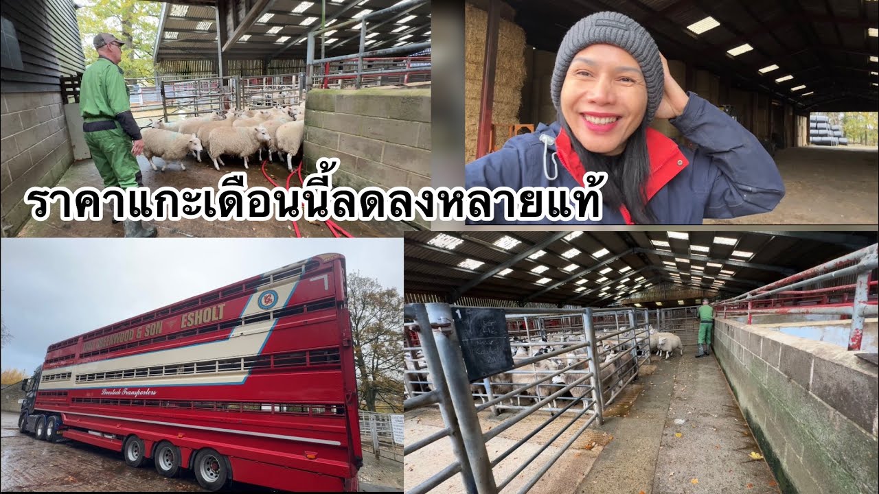 ทำงานหาเงินกลับไทยก่อน ขายแกะที่ตลาด ฟาร์มแกะอังกฤษ 