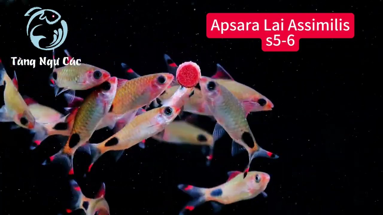 Apsara Lai Assimilis 
