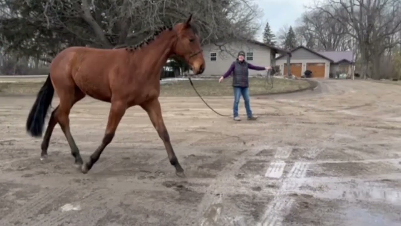 Paris 2025 AQHA/APHA filly