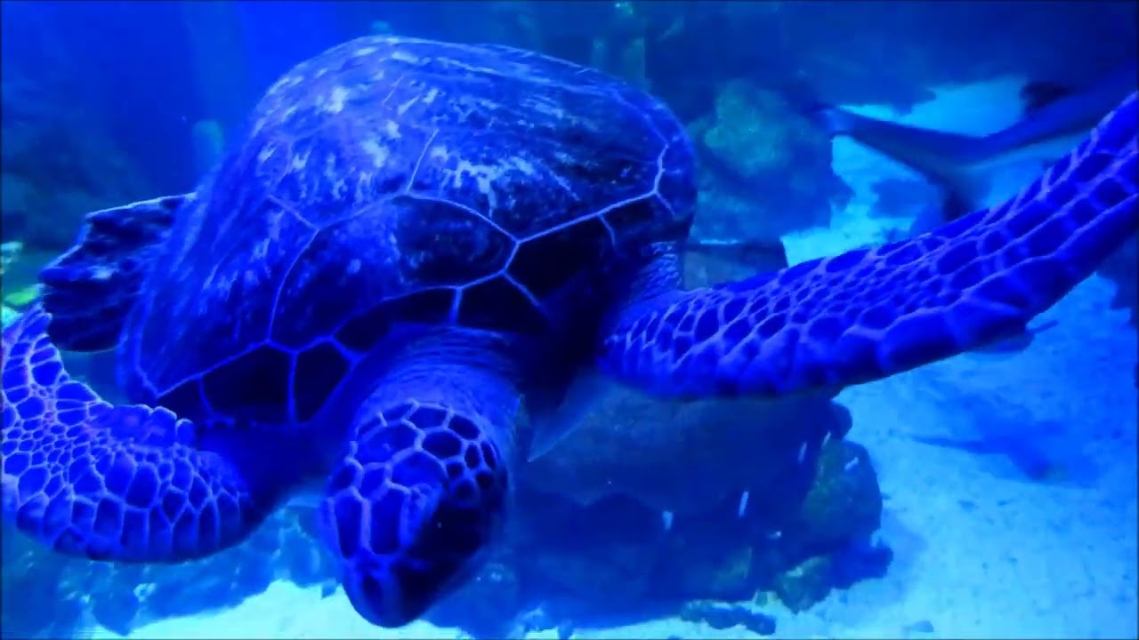 Lwowskie Oceanarium