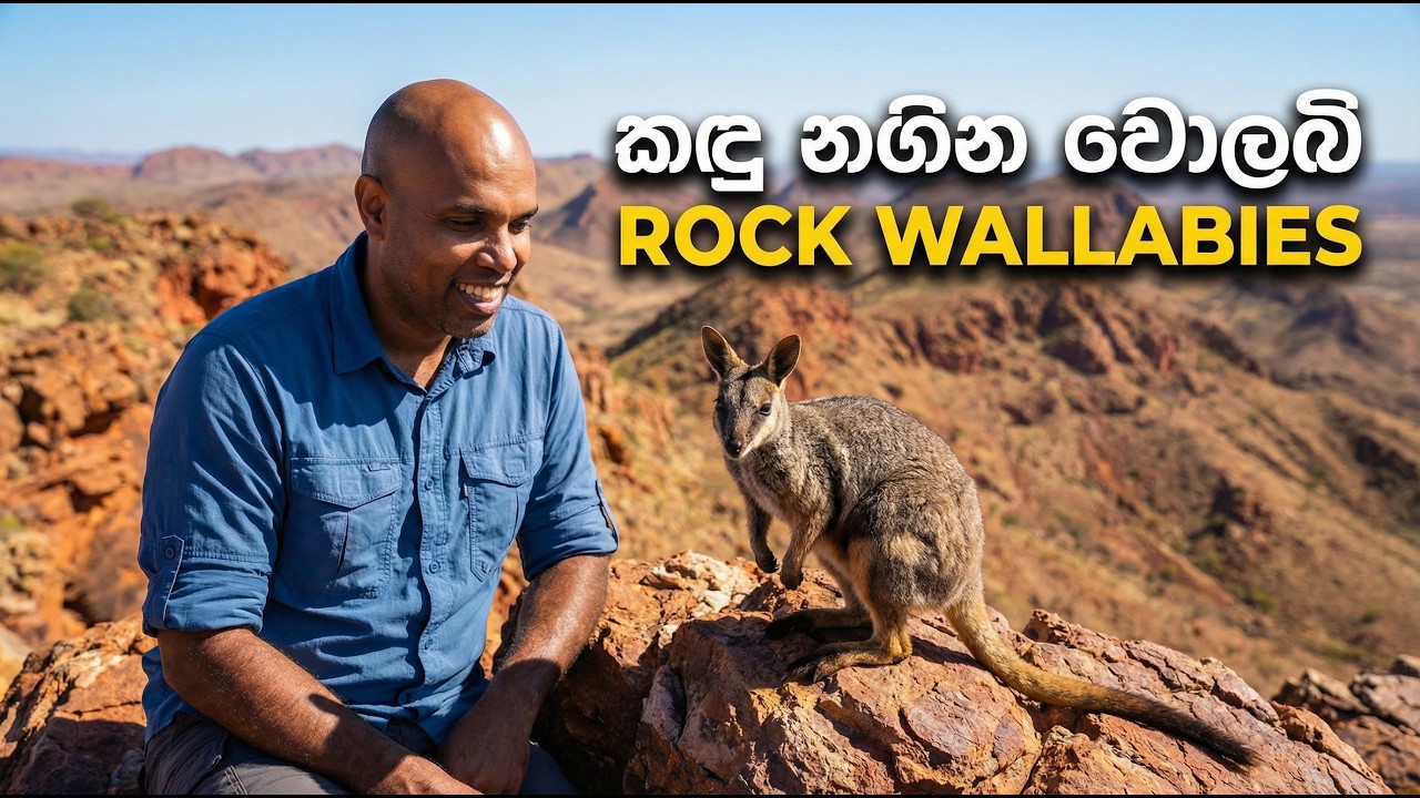 ගිරිකුළු මත ජීවත්වන Rock Wallaby