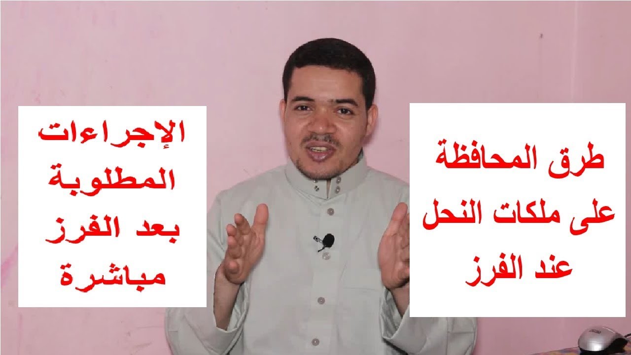 كيف تحافظ على ملكات النحل عند الفرز ونصائح بعد الفرز مباشرة