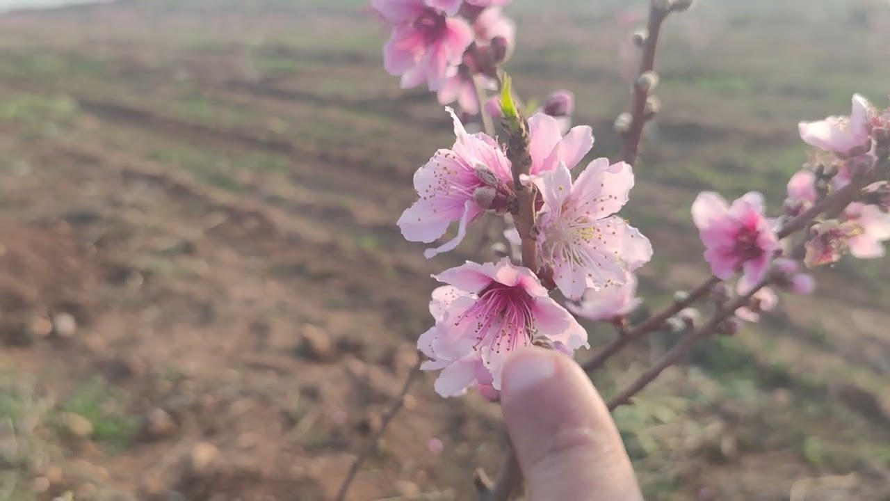 برنامج تسميد و مكافحة للاعتناء بشجرة الخوخ فترة الازهار 🌸🍑🌿 ( صنف امونديا وورويال 🇹🇷) ولاية وهران