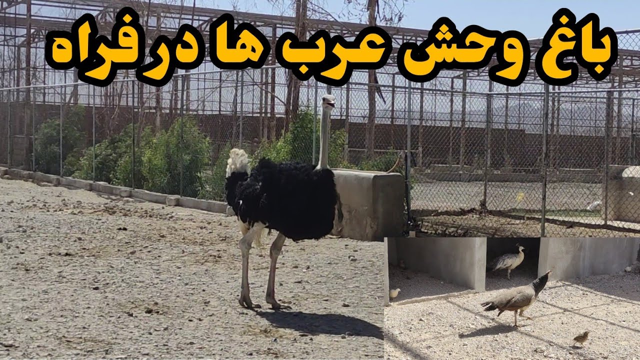 گزارش ویژه از باغ وحش عرب ها در فراه|فارم های پرورش حیوانات|Arab Zoo in farah Afghanistan