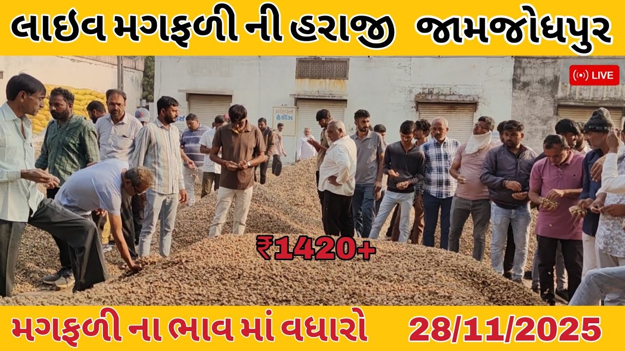 Aaj Na Magfadi Na Bajar Bhav| Jamjodhpur Marketing Yard Bhav| 28 11 2025| Magfadi Market Rates Today