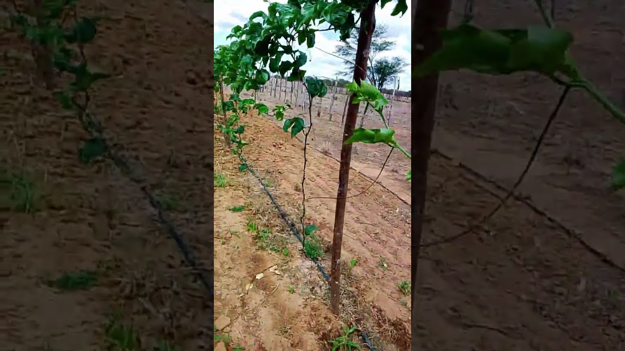 Roça de maracujá boa 