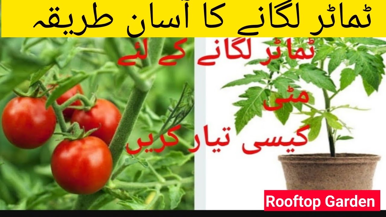 How to grow tomatoes at home| ٹماٹر لگانے کا آسان طریقہ |ٹماٹر لگانے کے لئے مٹی کیسے تیار کریں!!