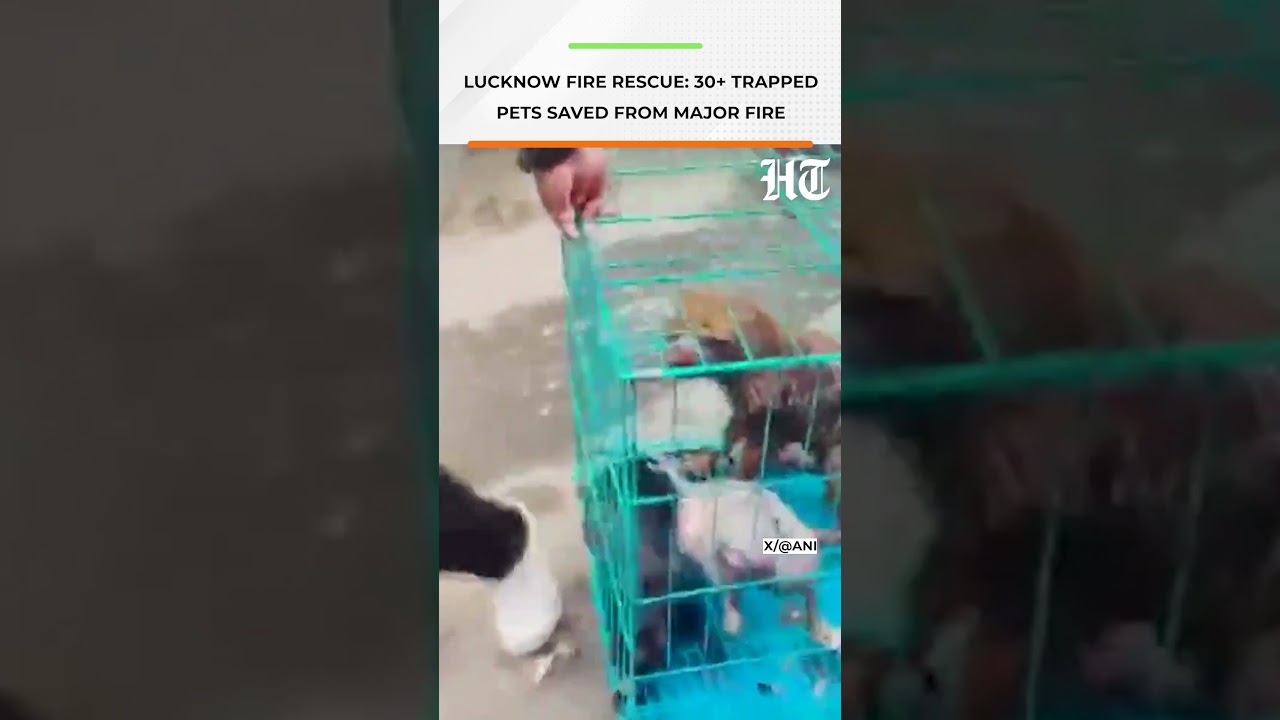 Lucknow Fire Rescue: Over 30 Trapped Pets Saved From Deadly Blaze | HT India