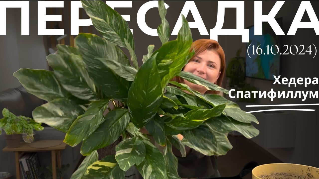 Пересадка большого Спатифиллума и Хедеры(Плюща)
