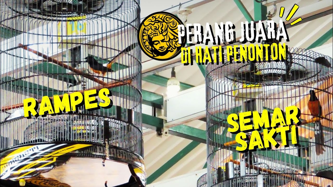 JUARA DI HATI PENONTON😱duel Murai RAMPES vs SEMAR SAKTI di Gantangan Prasasti