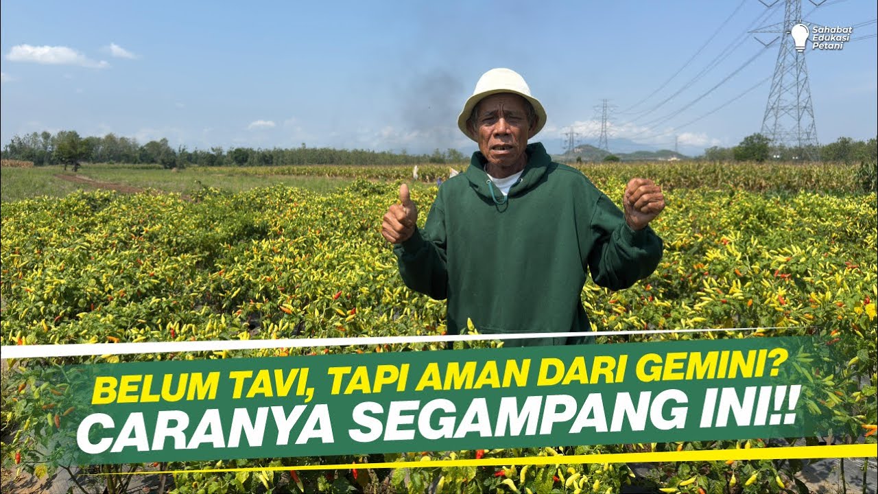 CARA BUDIDAYA CABAI RAWIT BELUM TAHAN VIRUS DI DATARAN RENDAH!! TERBUKTI AMAN DARI VIRUS GEMINI