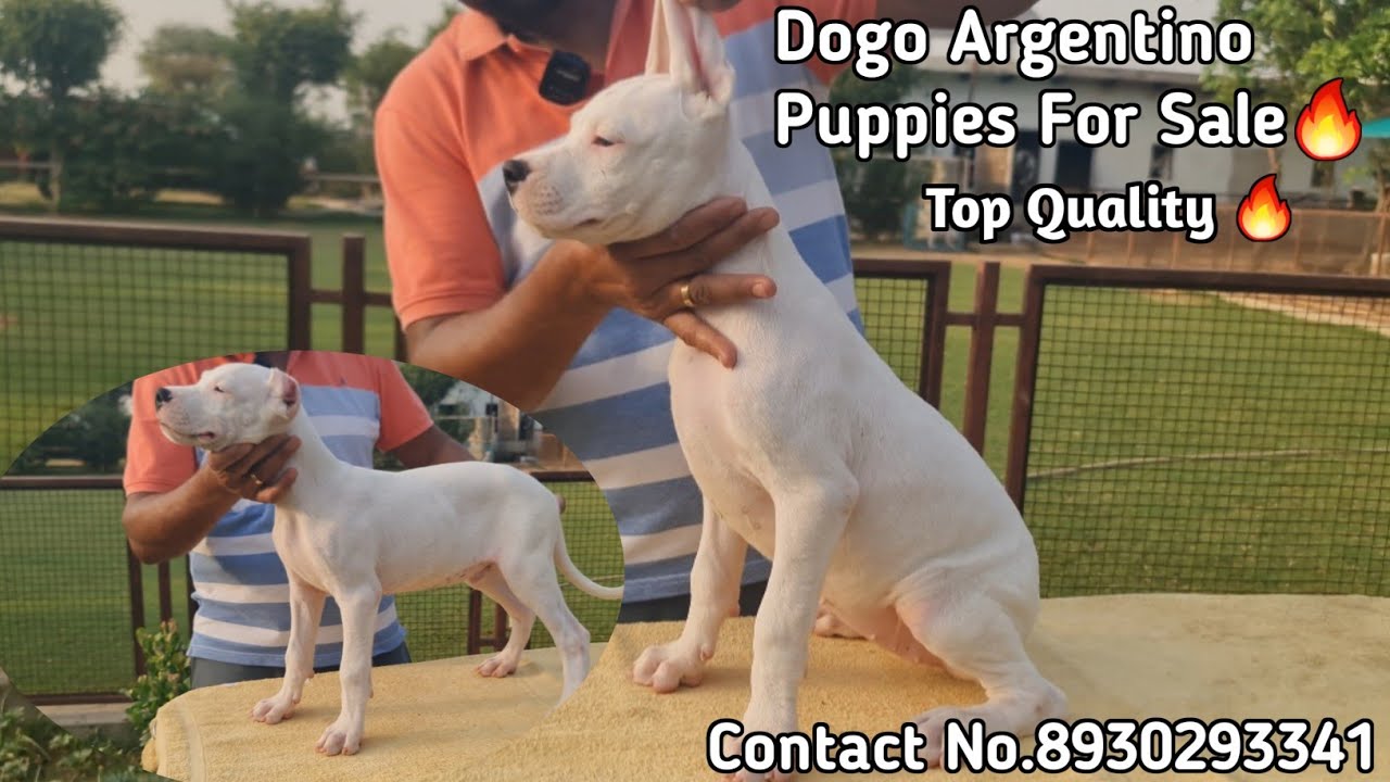 Best Quality Dogo Argentino Puppies Available For Sale 🔥 | Dogo Argentino Puppies In India