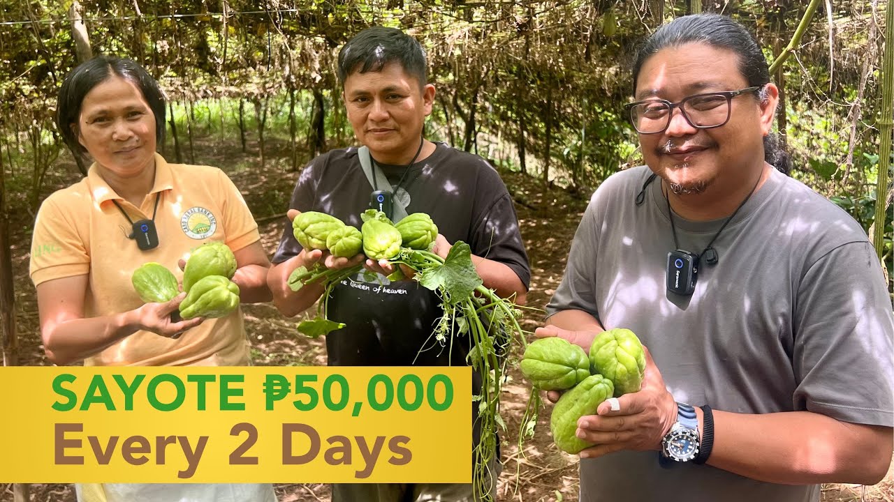 Sayote Harvest: 2 Tons/P50,000 Every 2 Days sa 2 Hectares Taniman!