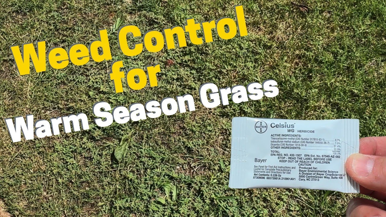 Weed Control for Warm Season Grass