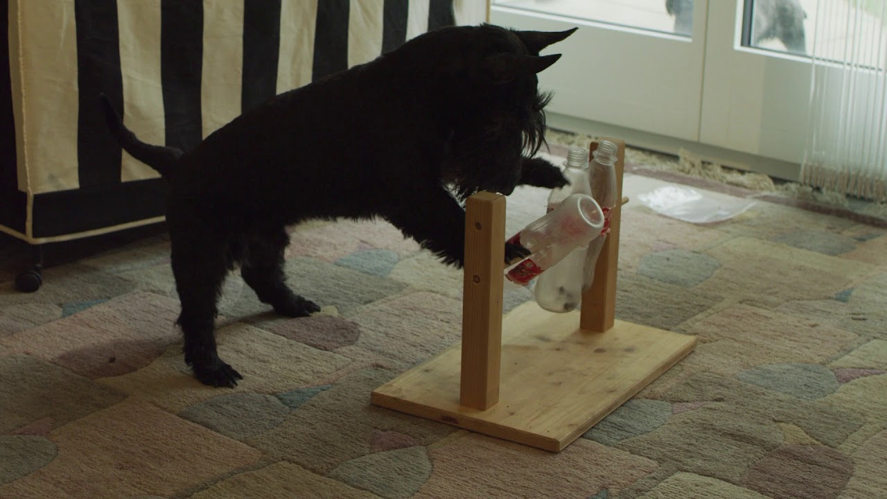 Dog Brain Games