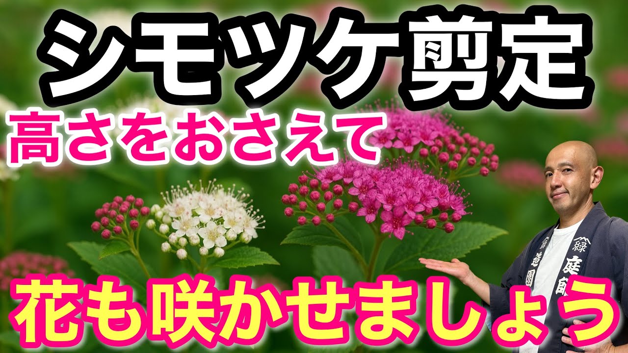 【小さくする方法】&ldquo;新枝咲き&rdquo;のシモツケは秋以降も強めに剪定しても花が咲きます！