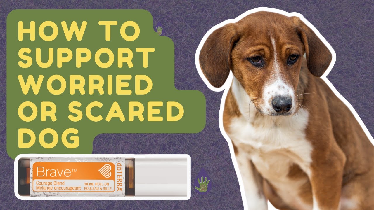Support Your Worried or Scared Dog - doTERRA Brave Blend