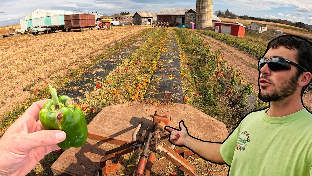 Pepper Harvest Is Complete