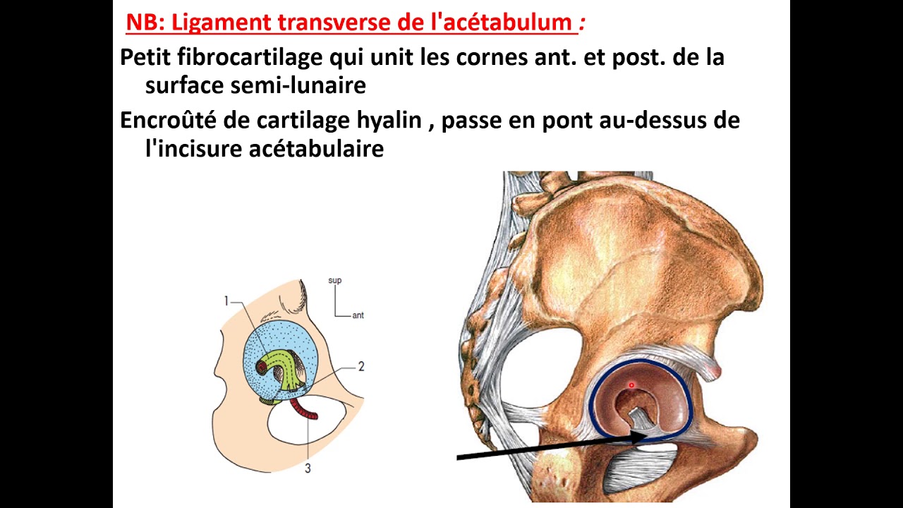 Articulation coxofémorale