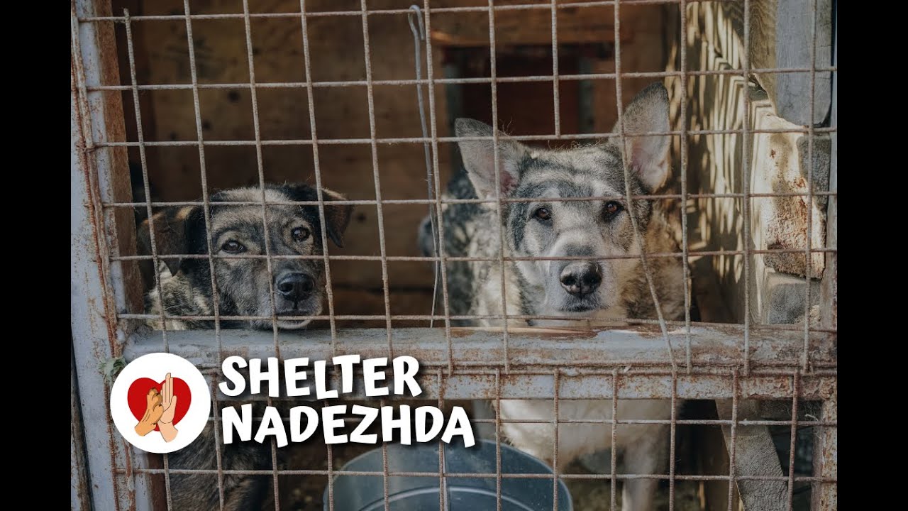 Приют НАДЕЖДА Аткарск | Shelter NADEZHDA Atkarsk