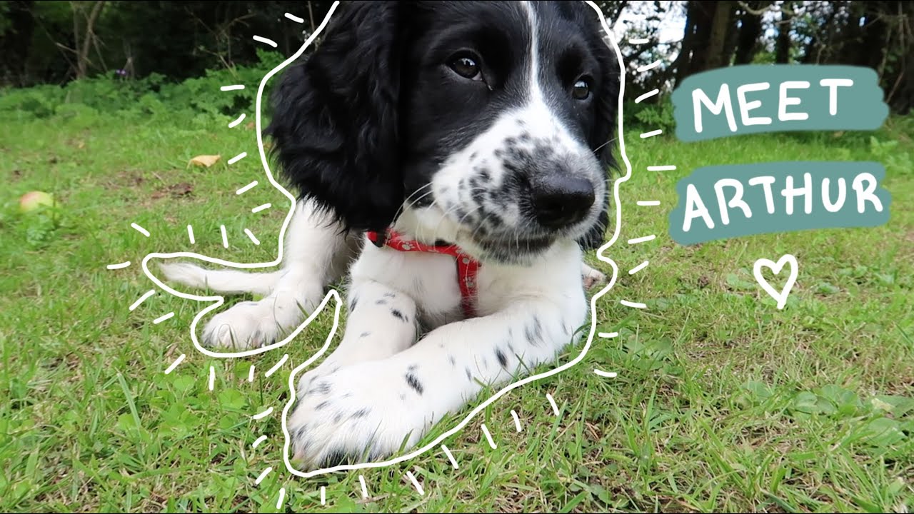 Our New Springer Spaniel Puppy | In Memory of Walt 💛
