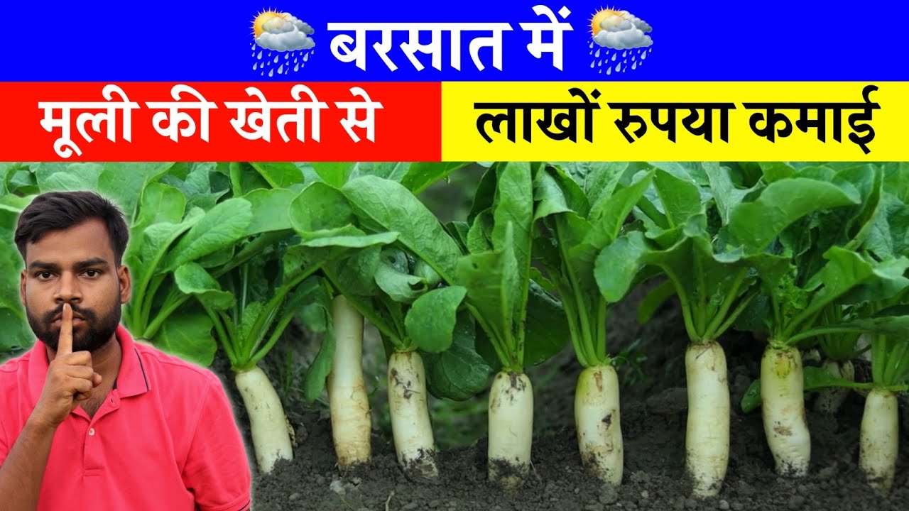 ऐसे करें बरसाती मूली की खेती सिर्फ 30 दिन में लाखों रुपया कमाई 💸🤑 Barsati me Muli ki kheti 💯