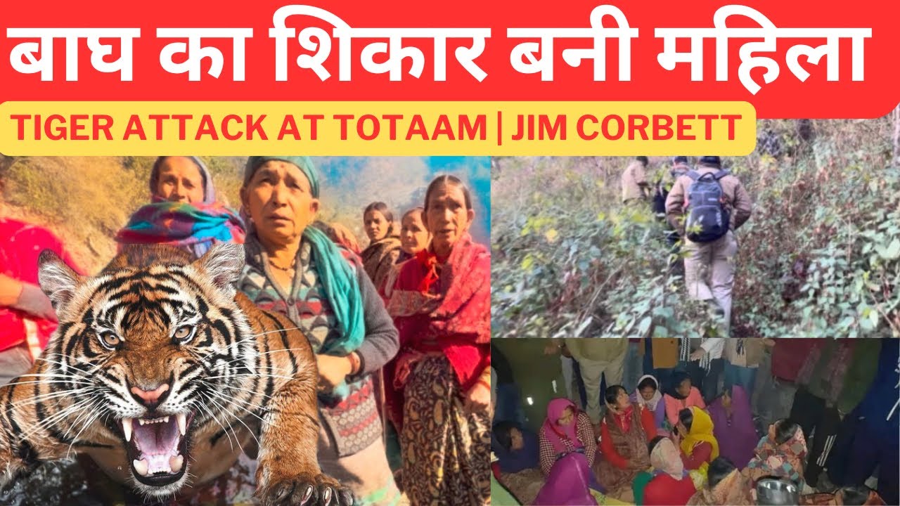 बाघ का शिकार बनी महिला‼️Tiger attack at totaam | Jim Corbett