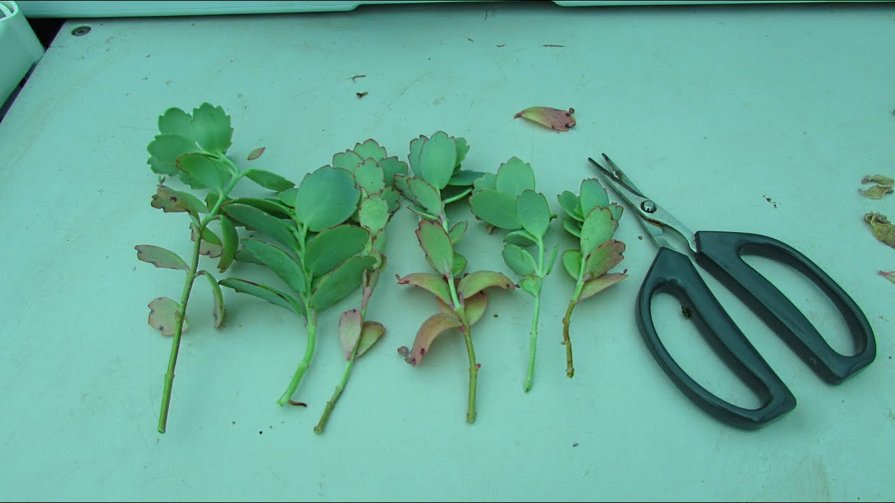 Propagating Succulents - Kalanchoe fedtschenkoi - How to Prune & take Cuttings, Lavender Scallops.
