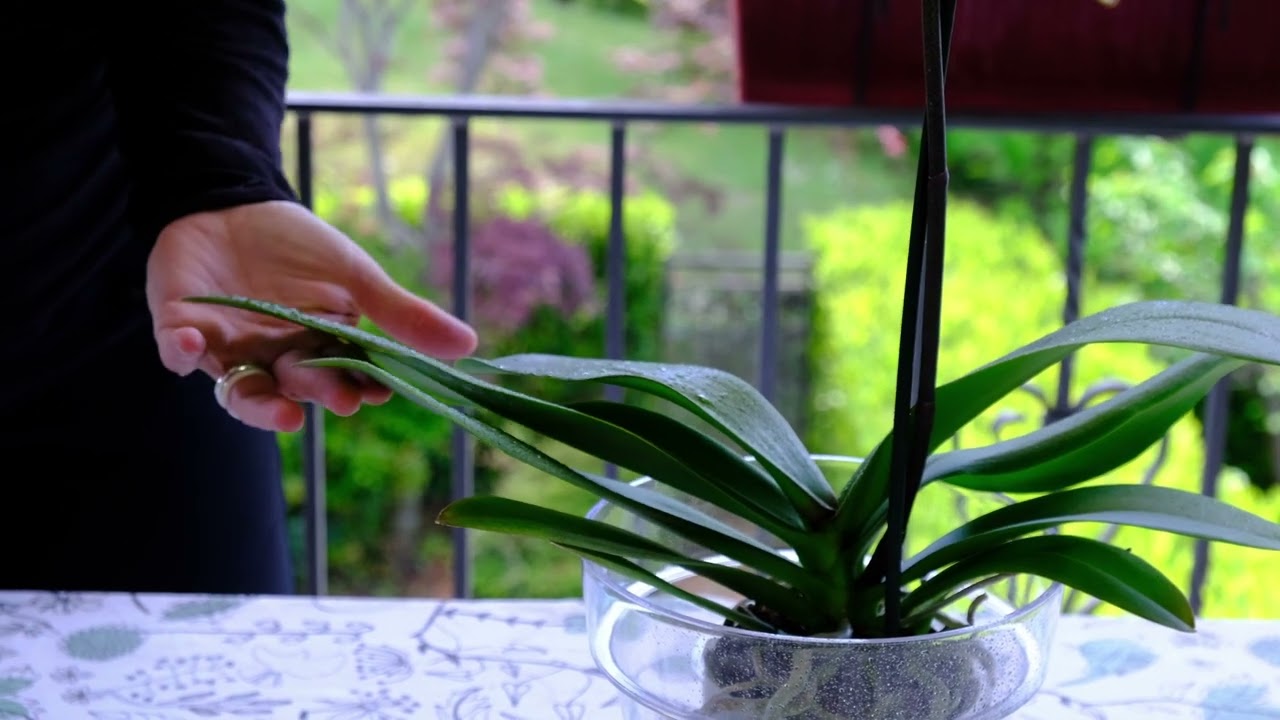 CURE E TRUCCHI PER COLTIVARE LE ORCHIDEE