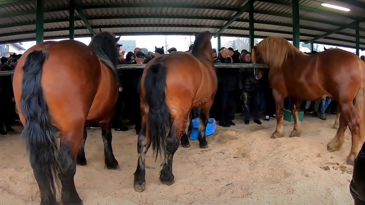 КІННИЙ БАЗАР /Коні Ваговози. SKARISZEW 2020. TARGI KONI./ПОЛЬЩА