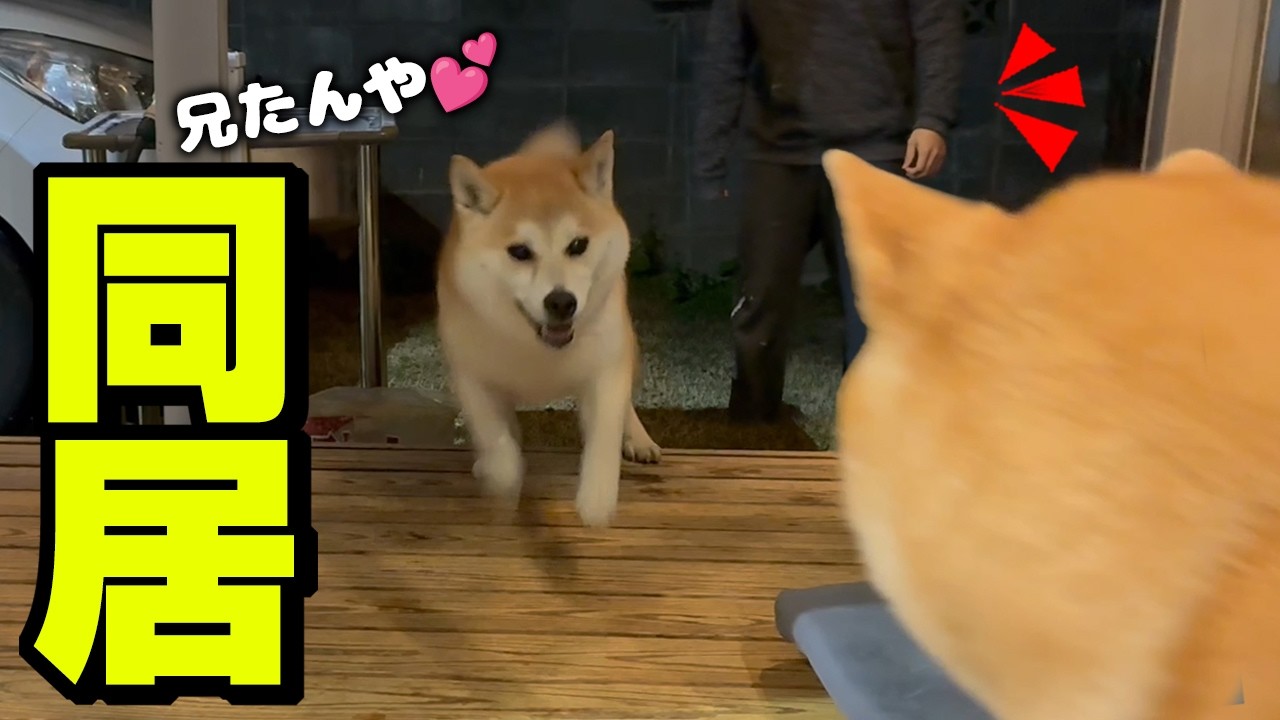 4年ぶりに兄と暮らせる事になり大喜びで駆け回る柴犬が可愛い