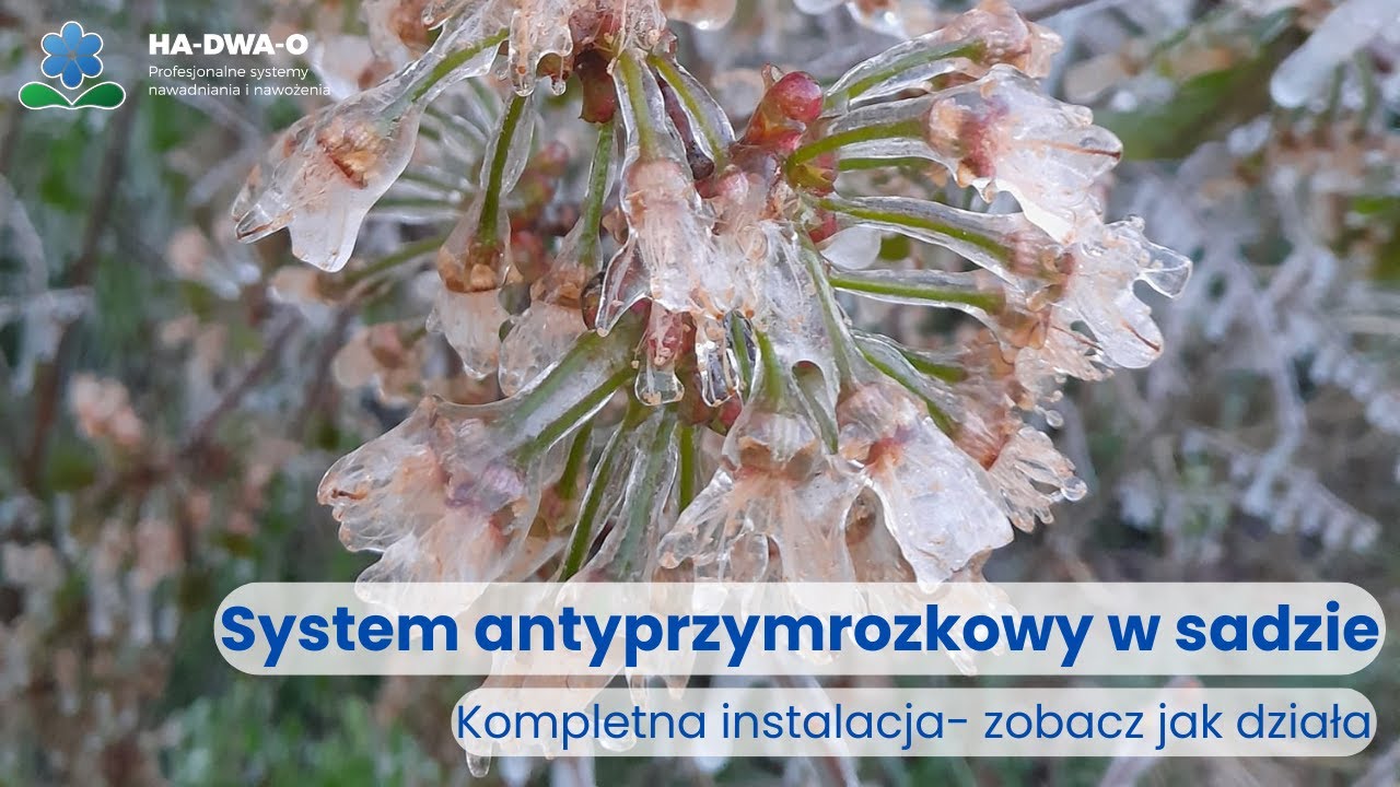 System nawadniania antyprzymrozkowego na flipperach w sadzie