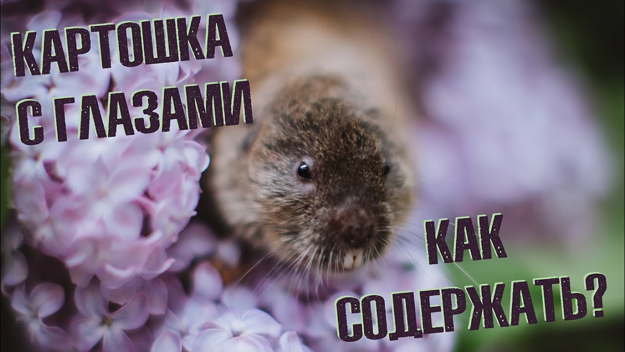Слепушонки: как содержать их дома?