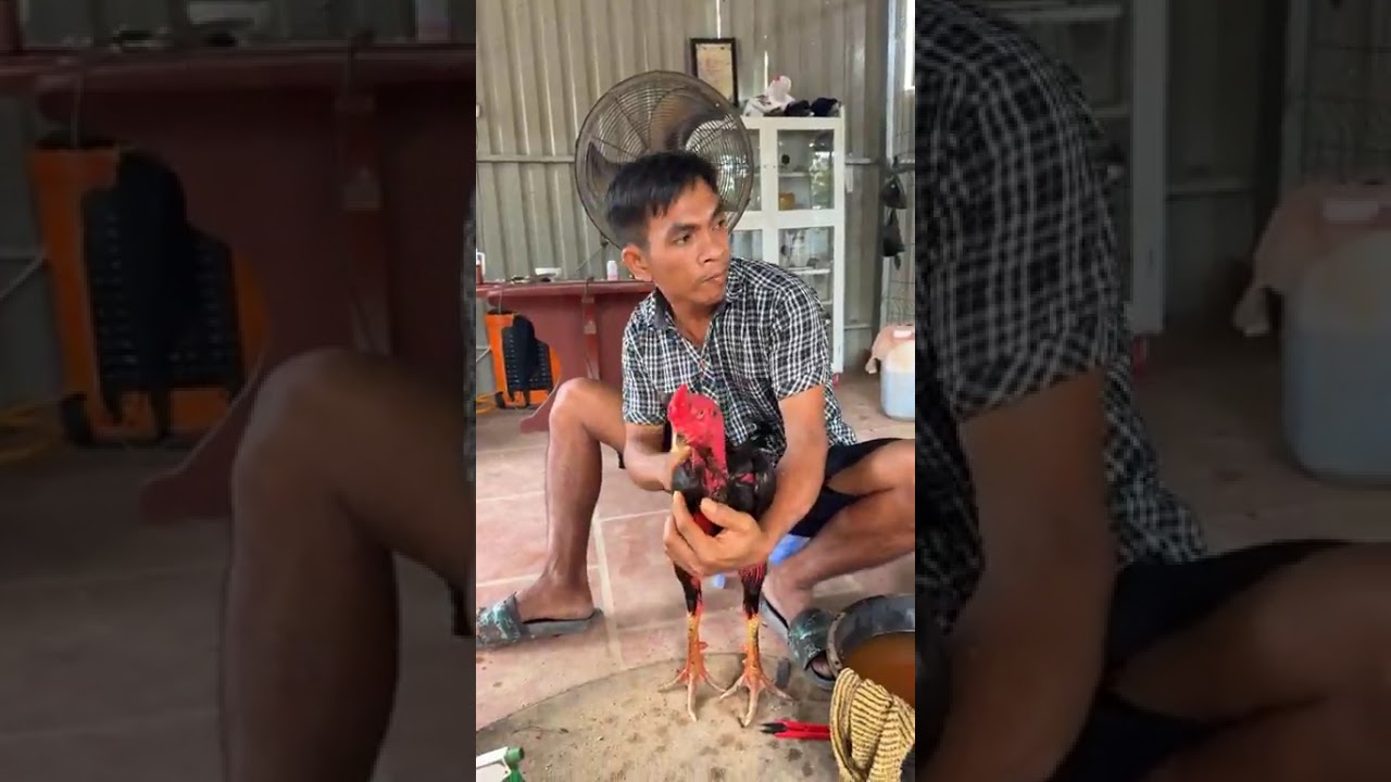 Chào Anh em ngắm gà buổi chiều - Anh Cường Lào Cai